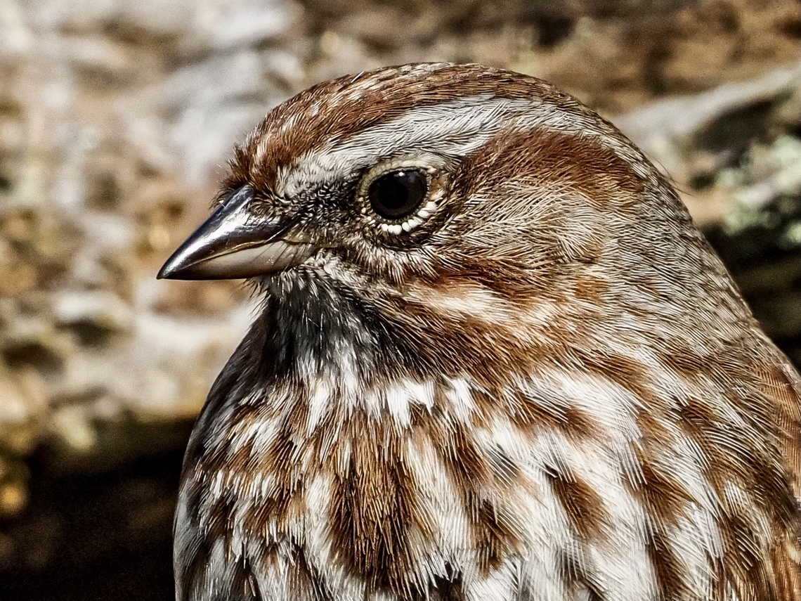 A Portrait! There are countless subspecies of M. melodic. Here in the American Pacific Northwest the dark central breast spot is not as defined or may even be absent. It is just evident at the bottom edge in the middle of this photo.  Canada,Geotagged,Melospiza melodia,Song Sparrow,Spring