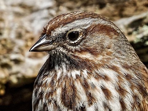 A Portrait! There are countless subspecies of M. melodic. Here in the American Pacific Northwest the dark central breast spot is not as defined or may even be absent. It is just evident at the bottom edge in the middle of this photo.  Canada,Geotagged,Melospiza melodia,Song Sparrow,Spring