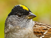 A Head Shot! This fellow is still hanging around. Canada,Geotagged,Golden-crowned sparrow,Spring,Zonotrichia atricapilla