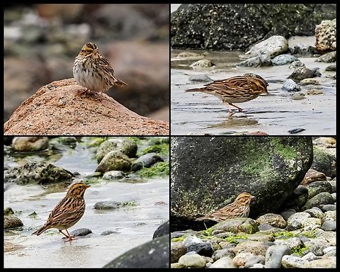 A Collage of Savannah Sparrows! This small flock of sparrows, three or four, led me on quite a chase. Every time I would get close enough to take a photo they would fly another six or so metres up the beach! Supposedly in our area we do have a subspecies, Passercullis sandwichensis brooksi. Their common name is Dwarf Savannah Sparrow. Really don’t know if these are those! Canada,Geotagged,Passerculus sandwichensis,Savannah sparrow