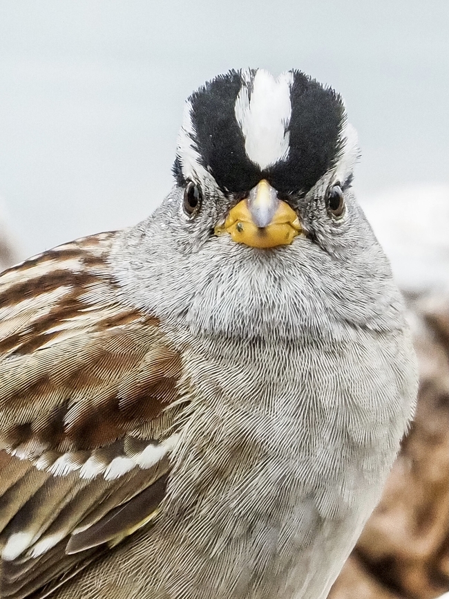 Are You Looking At Me?! An inquisitive White-crowned Sparrow that came for a visit. He&rsquo;s looking quite dapper! Canada,Geotagged,Spring,White-crowned Sparrow,Zonotrichia leucophrys