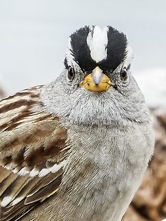 Are You Looking At Me?! An inquisitive White-crowned Sparrow that came for a visit. He&rsquo;s looking quite dapper! Canada,Geotagged,Spring,White-crowned Sparrow,Zonotrichia leucophrys