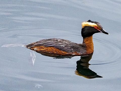 Waiting For The Next Dive! While fishing in our “front yard” this Horned Grebe was resting on the surface allowing me to get this photo. Interesting to see it’s feet. They are so far back on the body. No wonder they spend most of their lives on the water! I believe that the North American Horned Grebe is Podiceps auritus cornutus.  Canada,Geotagged,Horned grebe,Podiceps auritus,Spring