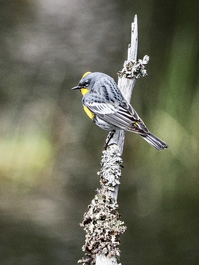 A Male Audubon&rsquo;s Warbler Seems as if birders in this area hardly ever use the term &ldquo;Yellow-Rumped Warbler&rdquo;! It&rsquo;s always an Audubon&rsquo;s! The scientific name says it all, Setophaga coronata auduboni. This one was foraging around a beaver pond looking for insects. He was in competition with the aerial insectivores, the Violet-green Swallows which were too fast for my eyes and my camera!<br />
<figure class="photo"><a href="https://www.jungledragon.com/image/134140/another_photo.html" title="Another Photo!"><img src="https://s3.amazonaws.com/media.jungledragon.com/images/2839/134140_thumb.jpeg?AWSAccessKeyId=05GMT0V3GWVNE7GGM1R2&Expires=1769040010&Signature=h2TYctCs%2F0o20LT7LPScnWtniz8%3D" width="200" height="150" alt="Another Photo! It seems that some of my most favourite photos are the ones where the subject is looking back at me as this male Audubon&rsquo;s Warbler is doing. I didn&rsquo;t realize there was a separate section for this subspecies and placed the other photo in the Yellow-rumped Warbler section.<br />
https://www.jungledragon.com/image/134139/a_male_audubons_warbler.html Audubons warbler,Canada,Geotagged,Setophaga coronata auduboni,Spring" /></a></figure> Audubons warbler,Audubon&rsquo;s Warbler,Canada,Geotagged,Setophaga coronata,Setophaga coronata auduboni,Spring,Yellow-rumped warbler