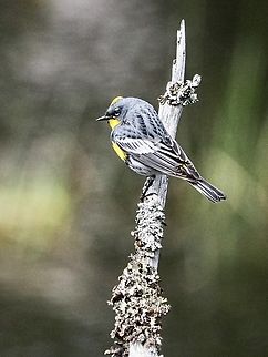 A Male Audubon’s Warbler Seems as if birders in this area hardly ever use the term “Yellow-Rumped Warbler”! It’s always an Audubon’s! The scientific name says it all, Setophaga coronata auduboni. This one was foraging around a beaver pond looking for insects. He was in competition with the aerial insectivores, the Violet-green Swallows which were too fast for my eyes and my camera!
https://www.jungledragon.com/image/134140/another_photo.html Audubons warbler,Audubon’s Warbler,Canada,Geotagged,Setophaga coronata,Setophaga coronata auduboni,Spring,Yellow-rumped warbler