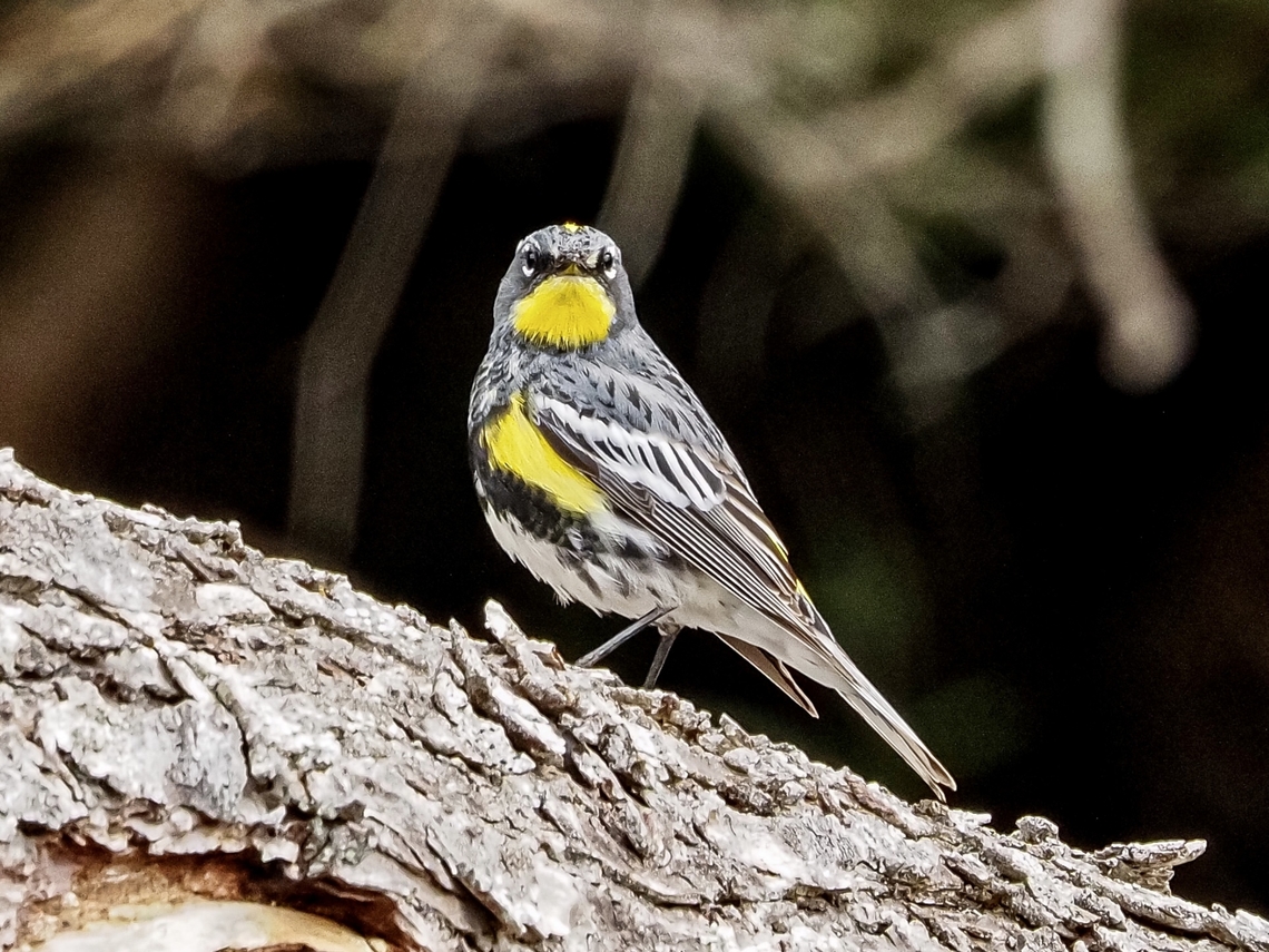 Another Photo! It seems that some of my most favourite photos are the ones where the subject is looking back at me as this male Audubon&rsquo;s Warbler is doing. I didn&rsquo;t realize there was a separate section for this subspecies and placed the other photo in the Yellow-rumped Warbler section.<br />
<figure class="photo"><a href="https://www.jungledragon.com/image/134139/a_male_audubons_warbler.html" title="A Male Audubon&rsquo;s Warbler"><img src="https://s3.amazonaws.com/media.jungledragon.com/images/2839/134139_thumb.jpeg?AWSAccessKeyId=05GMT0V3GWVNE7GGM1R2&Expires=1759968010&Signature=LwqH0FJCdcLzhc8Y61Tu9aSOM1Q%3D" width="114" height="152" alt="A Male Audubon&rsquo;s Warbler Seems as if birders in this area hardly ever use the term &ldquo;Yellow-Rumped Warbler&rdquo;! It&rsquo;s always an Audubon&rsquo;s! The scientific name says it all, Setophaga coronata auduboni. This one was foraging around a beaver pond looking for insects. He was in competition with the aerial insectivores, the Violet-green Swallows which were too fast for my eyes and my camera!<br />
https://www.jungledragon.com/image/134140/another_photo.html Audubons warbler,Audubon&rsquo;s Warbler,Canada,Geotagged,Setophaga coronata,Setophaga coronata auduboni,Spring,Yellow-rumped warbler" /></a></figure> Audubons warbler,Canada,Geotagged,Setophaga coronata auduboni,Spring