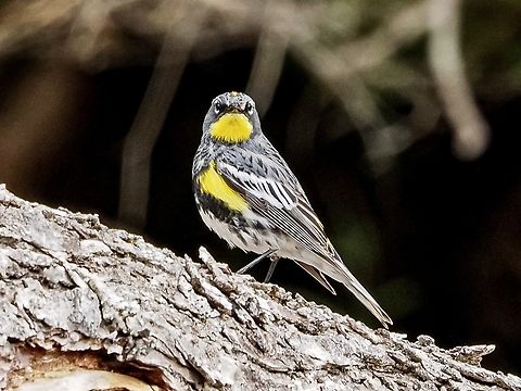 Another Photo! It seems that some of my most favourite photos are the ones where the subject is looking back at me as this male Audubon’s Warbler is doing. I didn’t realize there was a separate section for this subspecies and placed the other photo in the Yellow-rumped Warbler section.
https://www.jungledragon.com/image/134139/a_male_audubons_warbler.html Audubons warbler,Canada,Geotagged,Setophaga coronata auduboni,Spring
