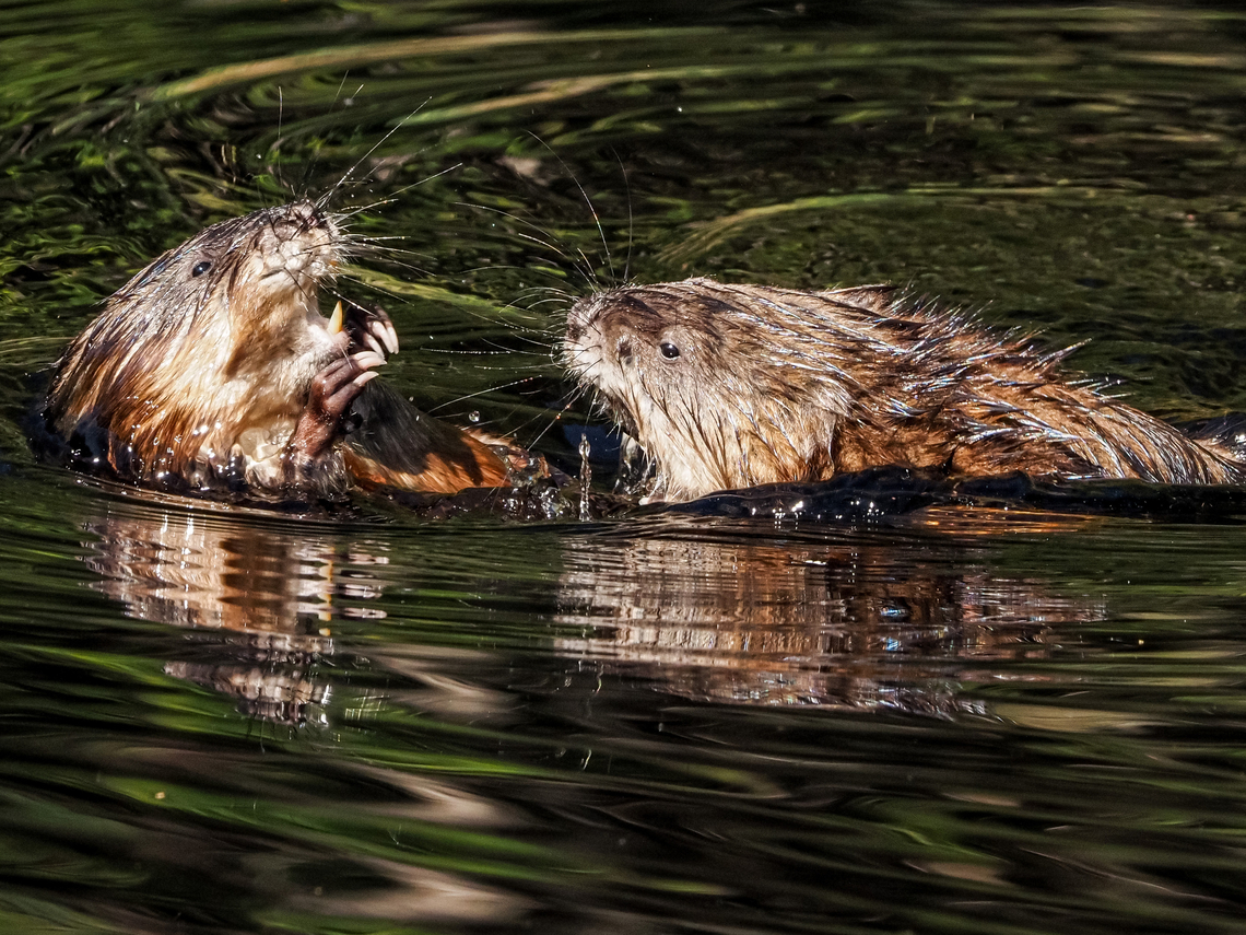 A “Pair” of Muskrats! This couple were having a pre-mating &ldquo;discussion&rdquo; while being completely oblivious to us watching from less than two meters away! Canada,Geotagged,Muskrat,Ondatra zibethicus,Spring