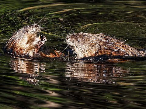 A “Pair” of Muskrats! This couple were having a pre-mating “discussion” while being completely oblivious to us watching from less than two meters away! Canada,Geotagged,Muskrat,Ondatra zibethicus,Spring