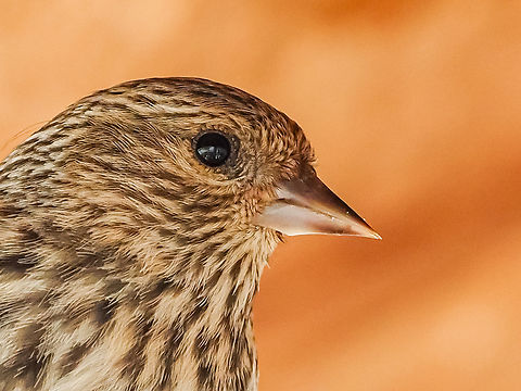 A Hungry Pine Siskin. There have been many of these birds at our suet feeder of late. Unfortunately we have been asked to quit feeding the birds and having bird baths due to the outbreak of avian flu. Removing the feeders and baths is to discourage “unnatural congregations of birds and other wildlife”. Kind of sad! Canada,Geotagged,Pine siskin,Spinus pinus,Spring
