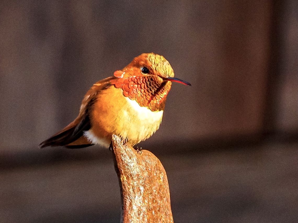 A Male Rufous Hummingbird. It was a good thing that the reflection of the iridescence was not directed at the camera! It would have been too bright for the camera. Instead the colour can be seen on the underside of his beak. The photo was taken as the sun was setting giving the warm colours. <br />
<br />
Still in a quandary about a hummingbird feeder spreading avian flu! Canada,Geotagged,Rufous Hummingbird,Selasphorus rufus,Spring