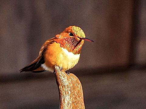 A Male Rufous Hummingbird. It was a good thing that the reflection of the iridescence was not directed at the camera! It would have been too bright for the camera. Instead the colour can be seen on the underside of his beak. The photo was taken as the sun was setting giving the warm colours. 

Still in a quandary about a hummingbird feeder spreading avian flu! Canada,Geotagged,Rufous Hummingbird,Selasphorus rufus,Spring