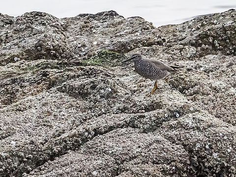 A Wandering Tattler! Another new one for me! It was getting dark with some heavy clouds rolling in when I spotted something moving on the rocks. The “bobbing up and down” head movements gave it away it was some kind of shorebird. The light was not the best so apologies for the quality of the photo. Canada,Geotagged,Spring,Tringa incana,Wandering tattler
