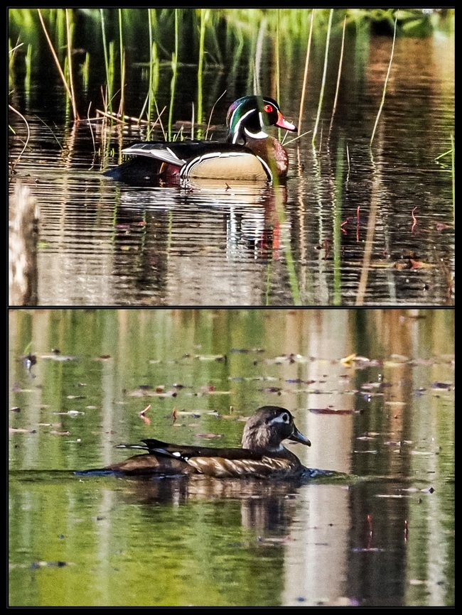 A Pair of Wood Ducks! Another first for me! Aix sponsa,Canada,Geotagged,Wood duck