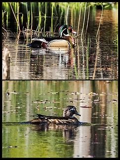 A Pair of Wood Ducks! Another first for me! Aix sponsa,Canada,Geotagged,Wood duck