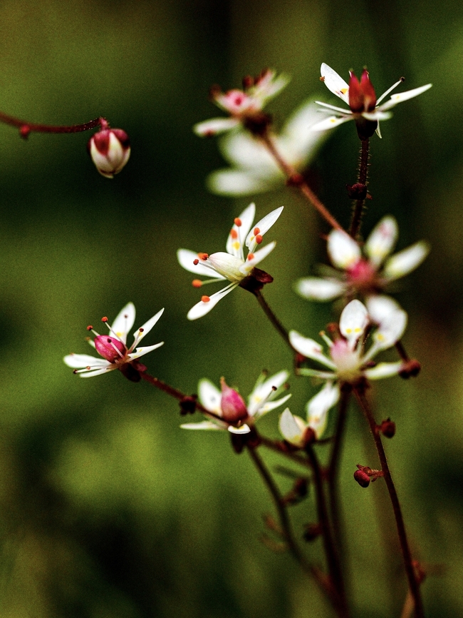 A Small but Lovely Spring Flower! A Rusty or Russet Saxifrage.<br />
<figure class="photo"><a href="https://www.jungledragon.com/image/135109/a_single_flower.html" title="A Single Flower!"><img src="https://s3.amazonaws.com/media.jungledragon.com/images/2839/135109_thumb.jpeg?AWSAccessKeyId=05GMT0V3GWVNE7GGM1R2&Expires=1763596810&Signature=55pcs%2B7UPkJjGoHZ34YJ52jQaW0%3D" width="200" height="150" alt="A Single Flower! A beautiful single Rusty Saxifrage flower. Canada,Geotagged,Micranthes ferruginea,Russethair saxifrage,Rusty Saxifrage,Spring" /></a></figure> Canada,Geotagged,Micranthes ferruginea,Russethair saxifrage,Rusty Saxifrage,Spring