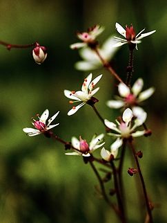 A Small but Lovely Spring Flower! A Rusty or Russet Saxifrage.
https://www.jungledragon.com/image/135109/a_single_flower.html Canada,Geotagged,Micranthes ferruginea,Russethair saxifrage,Rusty Saxifrage,Spring