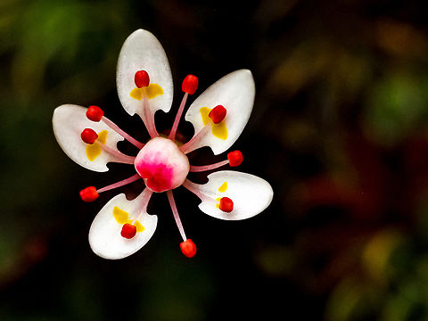 A Single Flower! A beautiful single Rusty Saxifrage flower. Canada,Geotagged,Micranthes ferruginea,Russethair saxifrage,Rusty Saxifrage,Spring