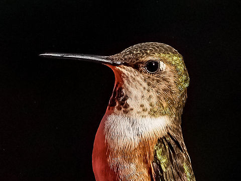A Female Rufous! Keeping a watch out for others! Canada,Geotagged,Rufous Hummingbird,Selasphorus rufus,Spring