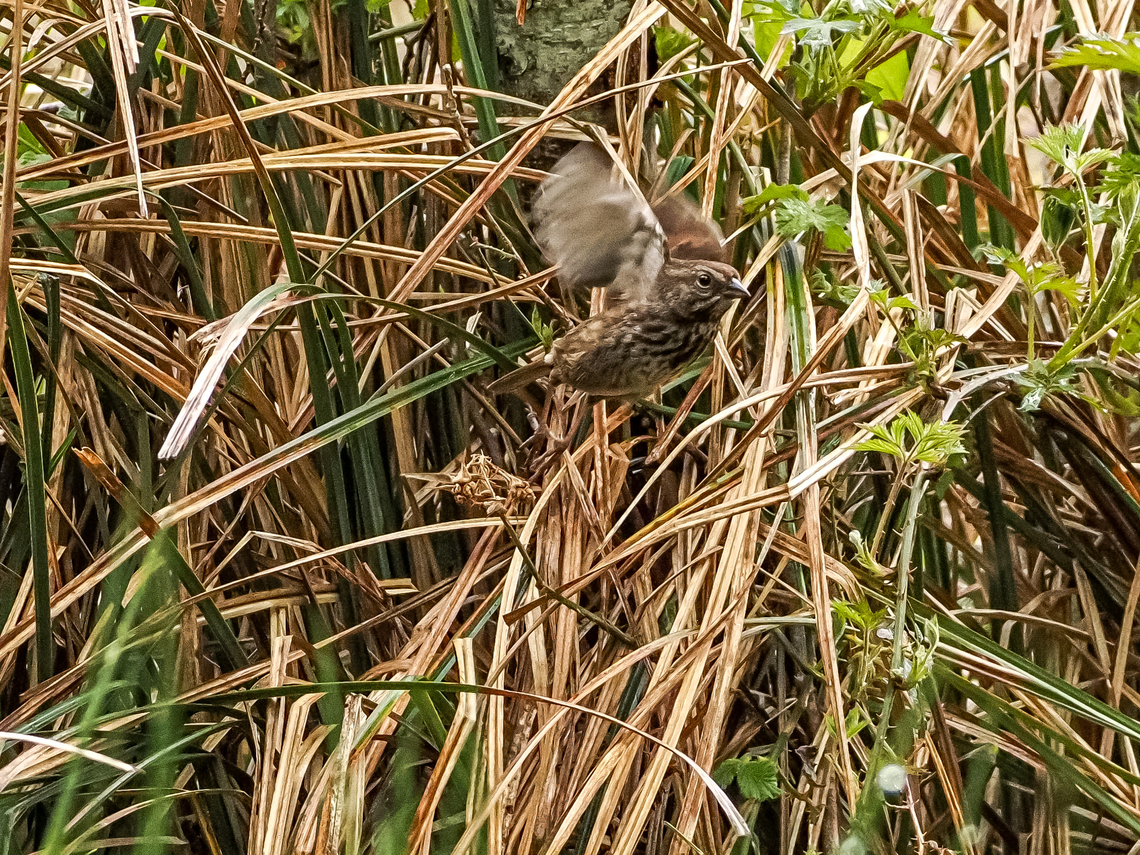 A Diligent Parent! A Song Sparrow leaving the nest after feeding its chicks. Canada,Geotagged,Melospiza melodia,Song Sparrow,Spring