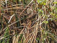 A Diligent Parent! A Song Sparrow leaving the nest after feeding its chicks. Canada,Geotagged,Melospiza melodia,Song Sparrow,Spring