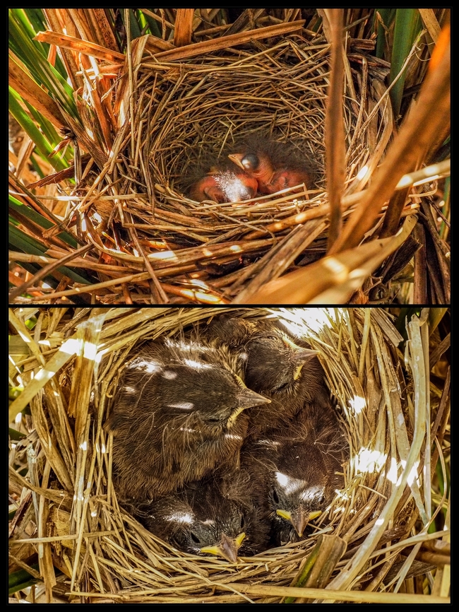 What Eight Days Can Do! There are only eight day separating the upper and lower photos. With the time taken to get the images I’m glad to have auto focus and exposure on my camera. So, how do I know for sure this is a Song Sparrow nest?<br />
<figure class="photo"><a href="https://www.jungledragon.com/image/135438/a_diligent_parent.html" title="A Diligent Parent!"><img src="https://s3.amazonaws.com/media.jungledragon.com/images/2839/135438_thumb.jpeg?AWSAccessKeyId=05GMT0V3GWVNE7GGM1R2&Expires=1759968010&Signature=jwqtGr3v9ZMKNcMybtxIDwcBDcI%3D" width="200" height="150" alt="A Diligent Parent! A Song Sparrow leaving the nest after feeding its chicks. Canada,Geotagged,Melospiza melodia,Song Sparrow,Spring" /></a></figure><br />
An interesting fact about Song Sparrows, in times of plenty the male will feed the hatchlings while the female sits on another batch of eggs in a new nest. How’s that for a division of labour? Canada,Geotagged,Melospiza melodia,Song Sparrow