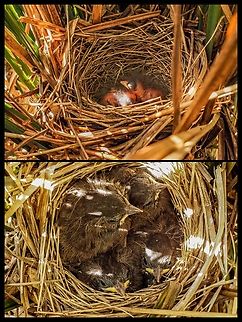 What Eight Days Can Do! There are only eight day separating the upper and lower photos. With the time taken to get the images I&rsquo;m glad to have auto focus and exposure on my camera. So, how do I know for sure this is a Song Sparrow nest?
https://www.jungledragon.com/image/135438/a_diligent_parent.html
An interesting fact about Song Sparrows, in times of plenty the male will feed the hatchlings while the female sits on another batch of eggs in a new nest. How&rsquo;s that for a division of labour? Canada,Geotagged,Melospiza melodia,Song Sparrow