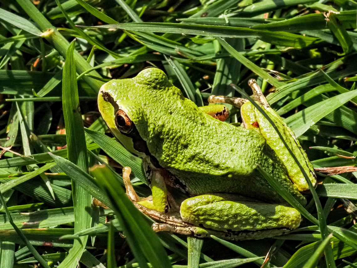 A Pacific Tree Frog! This fellow must of got tired of &ldquo;singing&rdquo; with the rest of its friends in the pond or they decided to catch a few morning rays in the grass. Canada,Geotagged,Pacific tree frog,Pseudacris regilla,Spring