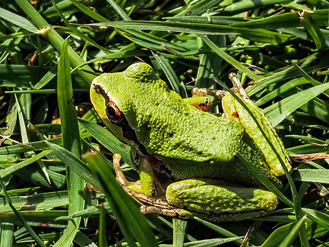 A Pacific Tree Frog! This fellow must of got tired of “singing” with the rest of its friends in the pond or they decided to catch a few morning rays in the grass. Canada,Geotagged,Pacific tree frog,Pseudacris regilla,Spring
