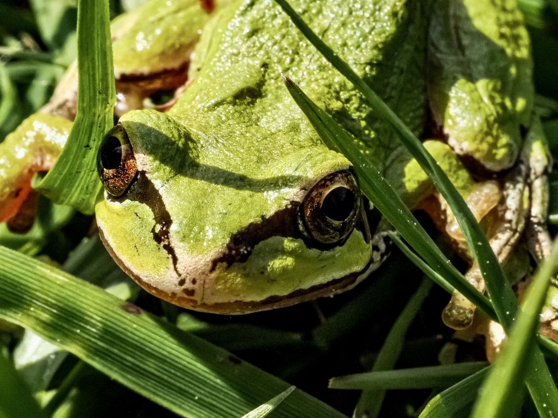 A Closer Look! At the frog or the frog looking at me! Canada,Geotagged,Pacific tree frog,Pseudacris regilla,Spring