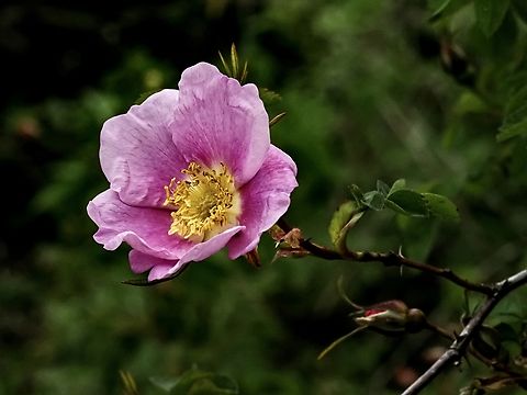 A Nootka Rose! Wish I could have included the fragrance along with the buzzing of the bumblebees! Canada,Geotagged,Rosa nutkana,Spring