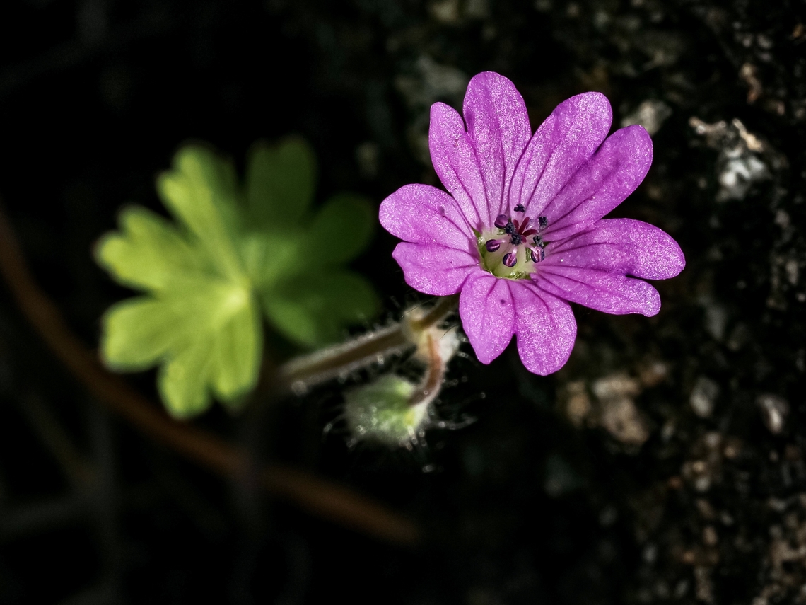 A Tiny Geranium! Seems there are lots and lots of these out right now! Canada,Dove's-foot Crane's-Bill,Geotagged,Geranium molle,Spring