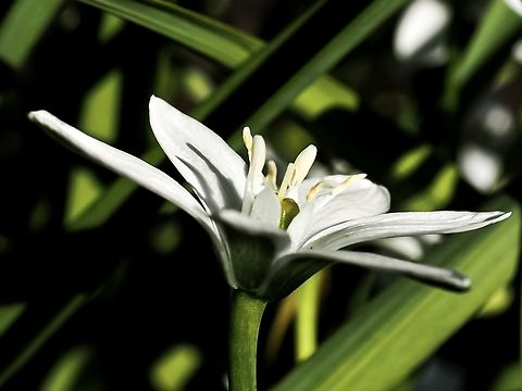 A Side View. I find taking photos of white flowers much more difficult than taking photos of coloured flowers. Have to say that these “come from no where” (we definitely didn’t plant them!) blossoms gave me something to practice on!  Canada,Geotagged,Hippobroma longiflora,Spring,Star of Bethlehem