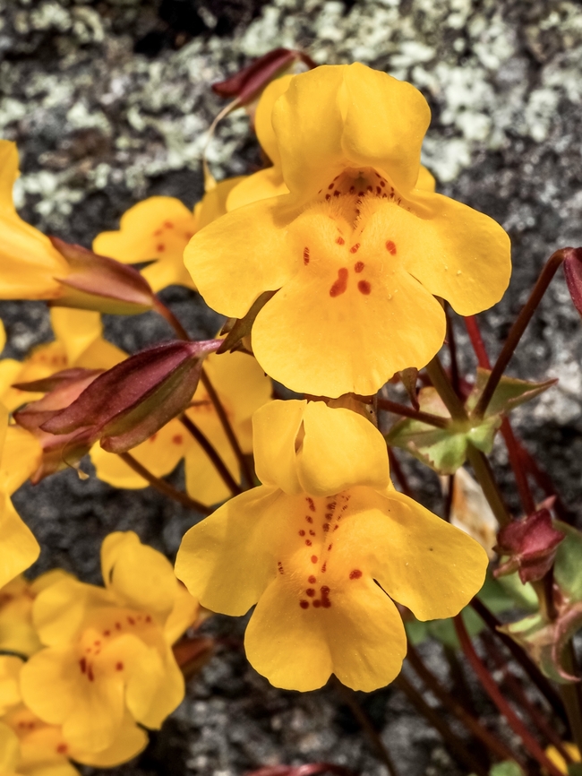 Sunshine Bright! So bright! So yellow! Canada,Geotagged,Mimulus guttatus,Seep monkeyflower,Spring