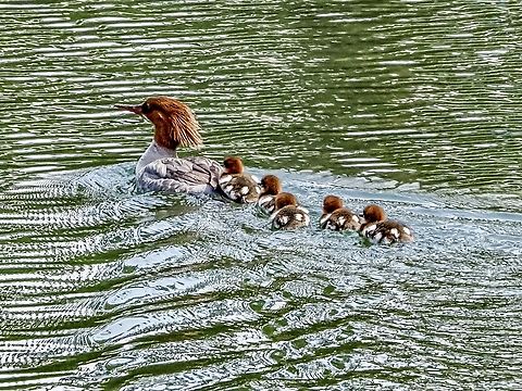 Mama With Young. Mom didn’t like me watching and was swimming as fast as the little ones could keep up.
https://www.jungledragon.com/image/135855/go_faster_mom_im_bored.html Canada,Common merganser,Geotagged,Mergus merganser,Spring