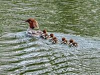 Mama With Young. Mom didn’t like me watching and was swimming as fast as the little ones could keep up.<br />
https://www.jungledragon.com/image/135855/go_faster_mom_im_bored.html Canada,Common merganser,Geotagged,Mergus merganser,Spring