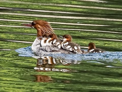&ldquo;Go Faster Mom! I&rsquo;m Bored!&rdquo; The youngsters who are lucky &ldquo;get on board&rdquo; while Mom escapes the threatening photographer!
https://www.jungledragon.com/image/135854/mama_with_young.html Canada,Common merganser,Geotagged,Mergus merganser,Spring
