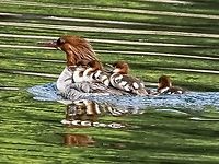 “Go Faster Mom! I’m Bored!” The youngsters who are lucky “get on board” while Mom escapes the threatening photographer!<br />
https://www.jungledragon.com/image/135854/mama_with_young.html Canada,Common merganser,Geotagged,Mergus merganser,Spring