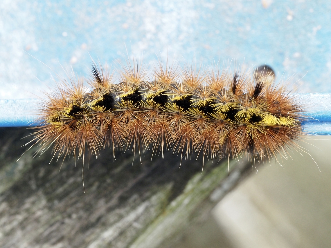 A Silver-spotted Tiger Moth Caterpillar! Sitting undisturbed on the railing. Past over many times by inquisitive crows! Look but don&rsquo;t touch. Canada,Geotagged,Lophocampa argentata,Silver-spotted tiger moth,Spring
