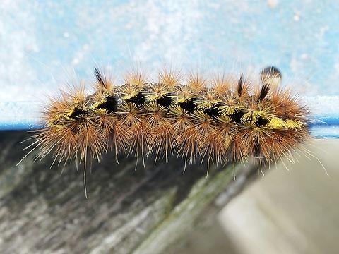 A Silver-spotted Tiger Moth Caterpillar! Sitting undisturbed on the railing. Past over many times by inquisitive crows! Look but don’t touch. Canada,Geotagged,Lophocampa argentata,Silver-spotted tiger moth,Spring