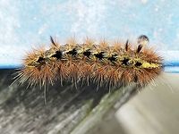 A Silver-spotted Tiger Moth Caterpillar! Sitting undisturbed on the railing. Past over many times by inquisitive crows! Look but don’t touch. Canada,Geotagged,Lophocampa argentata,Silver-spotted tiger moth,Spring
