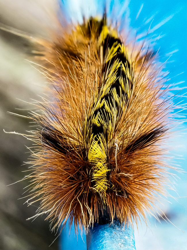 A Head-on View… I think! This caterpillar was not moving too quickly giving me a chance to use the in-camera focus stacking.<br />
<figure class="photo"><a href="https://www.jungledragon.com/image/136242/a_silver-spotted_tiger_moth_caterpillar.html" title="A Silver-spotted Tiger Moth Caterpillar!"><img src="https://s3.amazonaws.com/media.jungledragon.com/images/2839/136242_thumb.jpeg?AWSAccessKeyId=05GMT0V3GWVNE7GGM1R2&Expires=1759968010&Signature=5PGhmdUPhBONYEc7NBHc%2BDeTLd0%3D" width="200" height="150" alt="A Silver-spotted Tiger Moth Caterpillar! Sitting undisturbed on the railing. Past over many times by inquisitive crows! Look but don&rsquo;t touch. Canada,Geotagged,Lophocampa argentata,Silver-spotted tiger moth,Spring" /></a></figure> Canada,Geotagged,Lophocampa argentata,Silver-spotted tiger moth,Spring