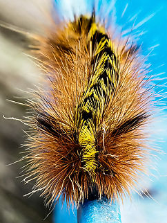 A Head-on View… I think! This caterpillar was not moving too quickly giving me a chance to use the in-camera focus stacking.
https://www.jungledragon.com/image/136242/a_silver-spotted_tiger_moth_caterpillar.html Canada,Geotagged,Lophocampa argentata,Silver-spotted tiger moth,Spring