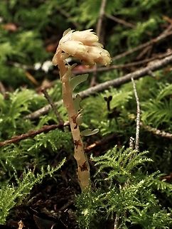 A Pinesap. This find is the earliest ever for me. Canada,Geotagged,Monotropa hypopitys,Pinesap,Spring