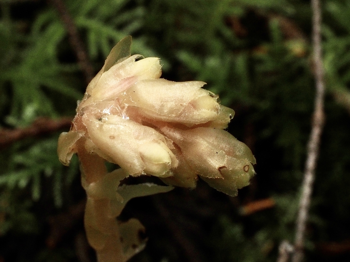 The Flowers. A closer look!<br />
<figure class="photo"><a href="https://www.jungledragon.com/image/136245/a_pinesap.html" title="A Pinesap."><img src="https://s3.amazonaws.com/media.jungledragon.com/images/2839/136245_thumb.jpeg?AWSAccessKeyId=05GMT0V3GWVNE7GGM1R2&Expires=1759968010&Signature=OG3Ays4E14mHxHcYiwZXCIMKoQg%3D" width="116" height="152" alt="A Pinesap. This find is the earliest ever for me. Canada,Geotagged,Monotropa hypopitys,Pinesap,Spring" /></a></figure> Canada,Geotagged,Monotropa hypopitys,Pinesap,Spring