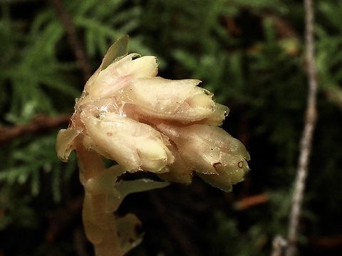 The Flowers. A closer look!
https://www.jungledragon.com/image/136245/a_pinesap.html Canada,Geotagged,Monotropa hypopitys,Pinesap,Spring