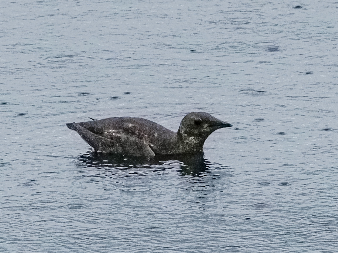 A Marbled Murrelet. This bird was fishing in the rain. After taking this photo the bird dove. I waited and waited and waited for it to surface. Where it came up&hellip; I do not know!<br />
An adult Marbled Murrelet in breeding plumage. Brachyramphus marmoratus,Canada,Geotagged,Marbled murrelet,Spring