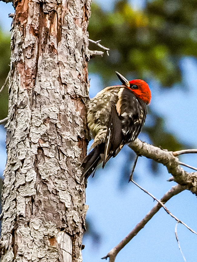 A Red-breasted Sap Sucker. When I took the photo this bird was more interested in preening itself than looking for food.  Canada,Geotagged,Red-breasted sapsucker,Sphyrapicus ruber,Spring