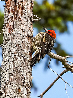A Red-breasted Sap Sucker. When I took the photo this bird was more interested in preening itself than looking for food. Canada,Geotagged,Red-breasted sapsucker,Sphyrapicus ruber,Spring