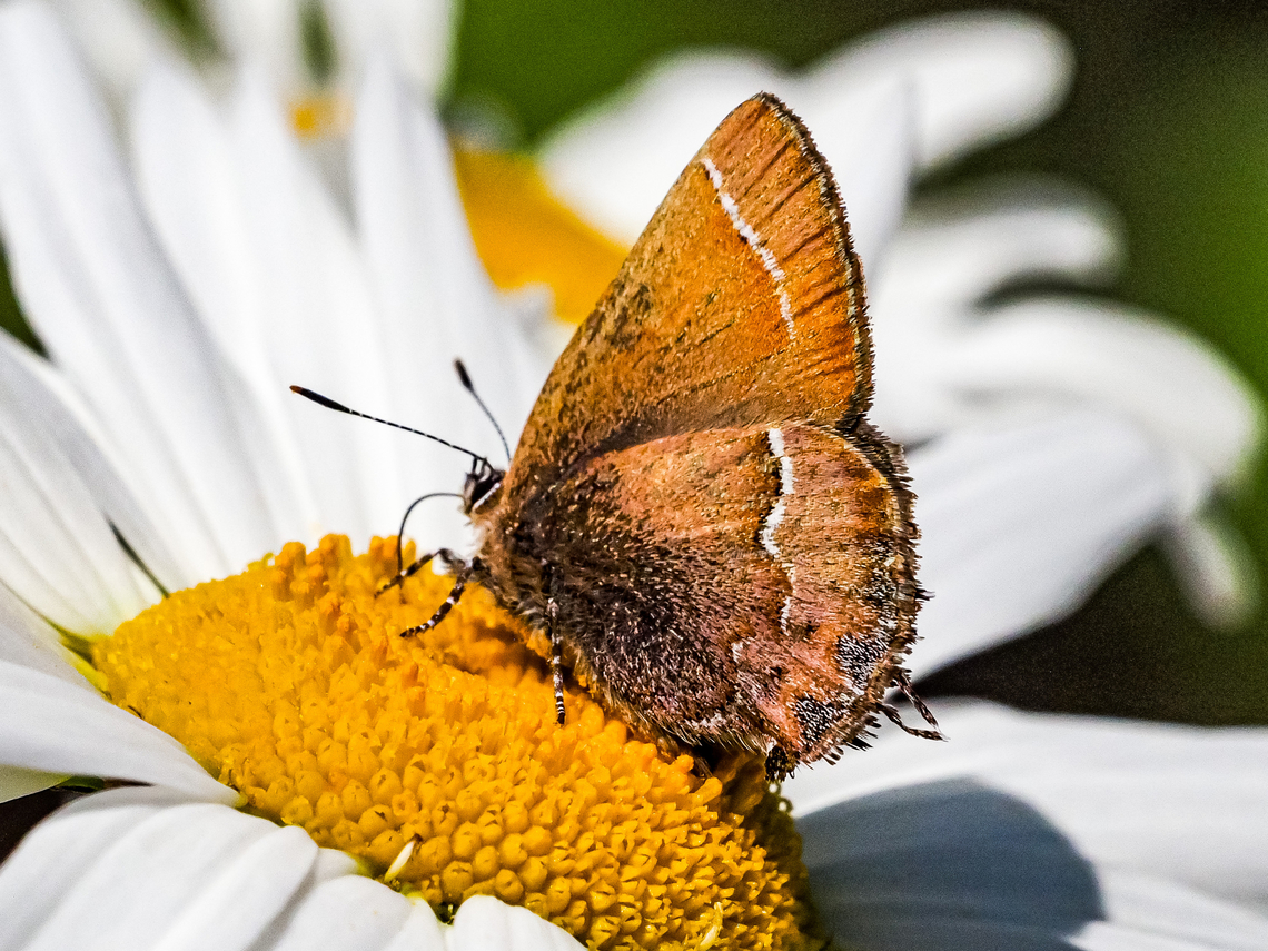 A Juniper or, maybe, a Cedar Hairstreak! After spending a few hours trying to determine what the name and subspecies of the butterfly it seems that it is Callophrys gryneus, ssp. plicataria. The older name C. g. barryi is now a synonym. This was determined first in 1976 and confirmed in 2012. As for the common name&hellip; take your pick! By the way, they like daisies. Callophrys gryneus,Canada,Geotagged,Juniper hairstreak,Spring